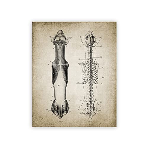 GDPOOTREE Hund Anatomie Poster Vintage Drucke Veterinär Student Geschenke Tier Tierarzt Wandkunst Bilder Leinwand Malerei Büro Dekor 40X50Cm No Frame von GDPOOTREE