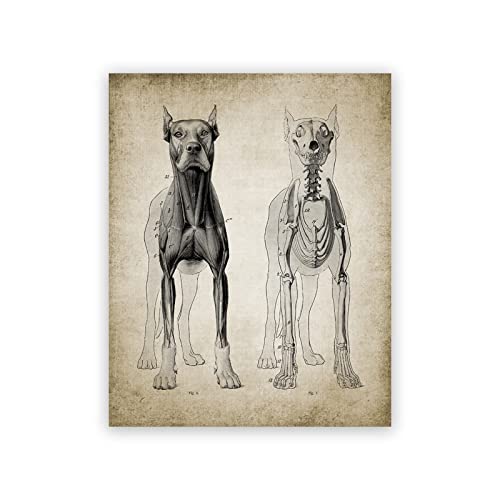 GDPOOTREE Hund Anatomie Poster Vintage Drucke Veterinär Student Geschenke Tier Tierarzt Wandkunst Bilder Leinwand Malerei Büro Dekor 40X50Cm No Frame von GDPOOTREE