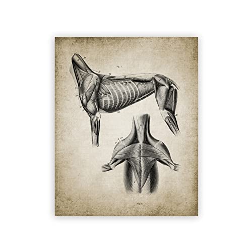 GDPOOTREE Hund Anatomie Poster Vintage Drucke Veterinär Student Geschenke Tier Tierarzt Wandkunst Bilder Leinwand Malerei Büro Dekor 60X90Cm No Frame von GDPOOTREE