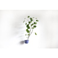 Plant-Hold, Wandhalterung Metall Blumentopf Ringhalter von GEMROOM