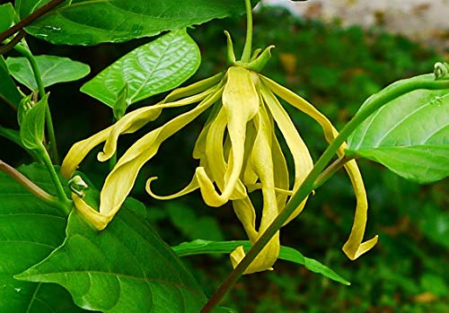 GEOPONICS 10 Samen Canan Ylang-Ylang Samen von GEOPONICS