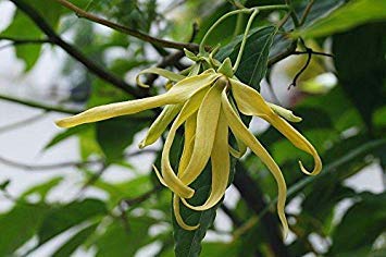GEOPONICS Canan – Ylang-Ylang – Samen Selten (10) von GEOPONICS