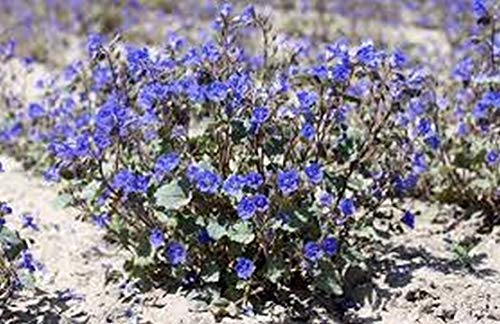 GEOPONICS Glocke (Phacelia Campanularia) – 500 Samen von GEOPONICS