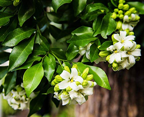 GEOPONICS RWS Jasmin orange 5 Samen Murraya GEOPONICS RWS Jasmin orange 5 Samen Murraya von GEOPONICS