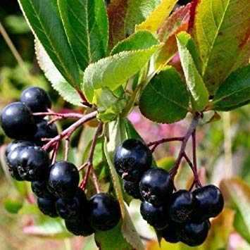 GEOPONICS Starter Buh (Aronia Melanocarpa) 30 + Saat von GEOPONICS