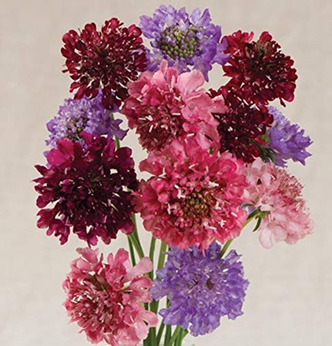 GETSO 50 - Samen: Skabiose Seeds Kaiser Mix schöne Farben rosa, blau-violett, Lavendel von GETSO