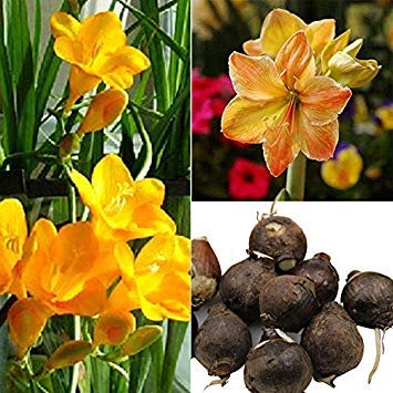 GETSO Samen-Paket Nicht Pflanzen: 30Fe FB63 3Pcs / Beutel-Gelb Sonnenaufgang Amaryllis Hippeastrum Seed Seed Gartenbedarf von GETSO