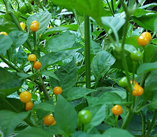 GETSO Samen-Paket Nicht Pflanzen: 5+ Seeds: Aji Charapita Pfeffer SeedsSEED von GETSO