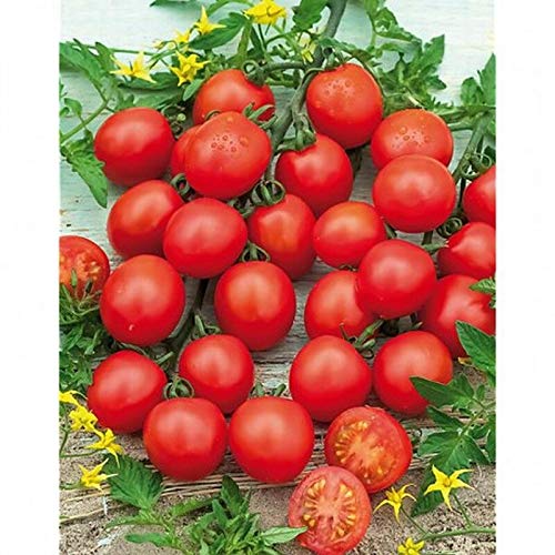 GETSO Samen-Paket Nicht Pflanzen: 50 - Samen: Favorita F1 Hybrid Tomatensamen - produziert eine Menge rund, tiefroten Kirschen !!! von GETSO