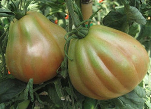 GETSO Samen-Paket Nicht Pflanzen: 50 - Seeds: Cour di Bue sel. Albenga Tomate Rose Farben mit dickem Fleisch und einzigartigem Geschmack von GETSO