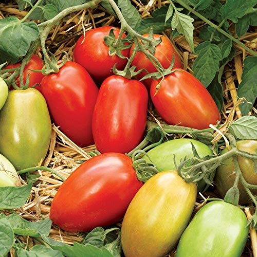 GETSO Samen-Paket Nicht Pflanzen: 50 - Seeds: Inka F1 Hybrid Tomate Seeds - Es hat fest, dick, und y Fleisch !!!!. von GETSO