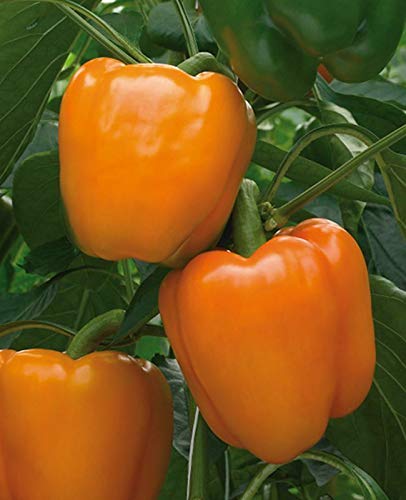 Samen-Paket Nicht Pflanzen: 50 - Samen: Delirio F1 Hybrid Paprika Seeds - schöne 4" lang und 4" weit Orange Glocke von GETSO