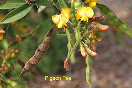 Samen-Paket Nicht Pflanzen: 50 - Seeds: (Rare) Pigeon PEA Seeds !! Sehr schön & Tasty! Geben Sie Schiff frei von GETSO