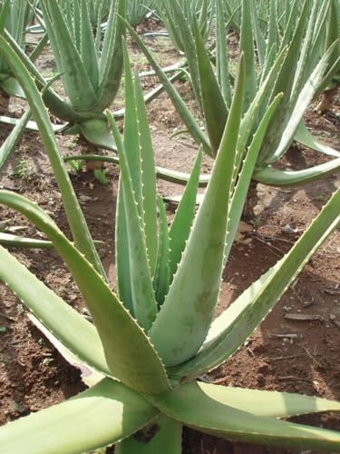 Aloe Vera plant Zwiebeln, Luftfilterung, Haus Dekoration, Sukkulenten, Aloe-Vera-Pflanzen sind pflegeleicht.Zwiebeln winterhart mehrjährig，Succulents Plants -2 pflanze-J von GFDDSGF