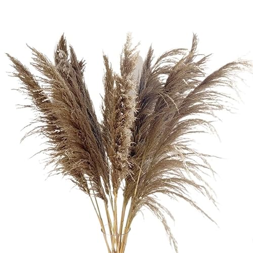 Pampasgras Deko 120 cm, 10 Stück Pampasgras, hohes Dekor, getrocknetes großes Pompasgras, for Zuhause, Zimmer, Bodenvase, , Hochzeitsarrangement(Natural A) von GFDSGRE