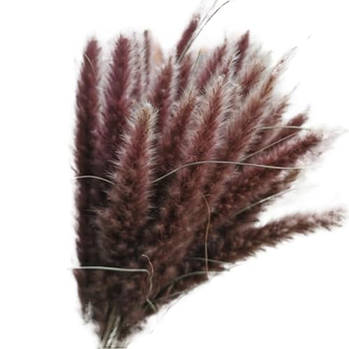 Pampasgras Deko 15 Pcs Natürliche Getrocknete Blumen Kleine Pampas Gras for Home Shop Künstliche Land Hochzeit Dekoration(Primary Color) von GFDSGRE