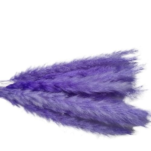 Pampasgras Deko 15 Pcs Natürliche Getrocknete Blumen Kleine Pampas Gras for Home Shop Künstliche Land Hochzeit Dekoration(Purple) von GFDSGRE
