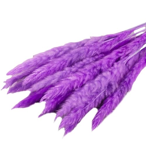 Pampasgras Deko 15Pcs getrocknete kleine Pampasgras Blumen Artificiales para Decoracion echte Pflanzen Home Decor Hochzeitsdekoration(Purple) von GFDSGRE