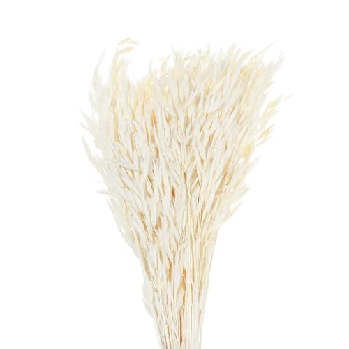 Pampasgras Deko 25/50 STÜCK Echte Weizenähren Blumendekoration Natürliche Pampas Kaninchenschwanzgras Getrocknete Blumen for Hochzeitsfeier DIY Bastelstrauß(White-50PCS) von GFDSGRE