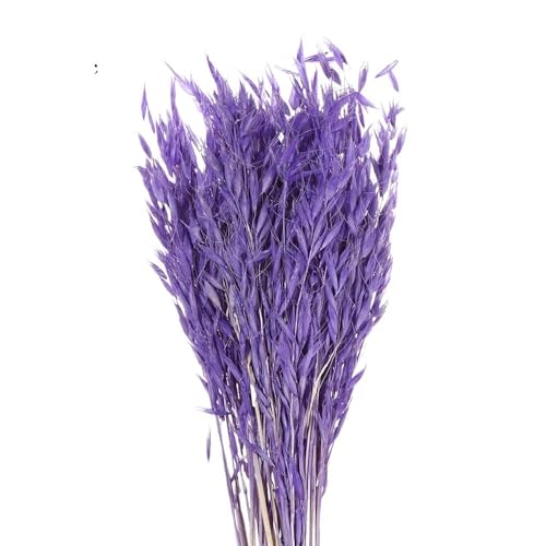Pampasgras Deko 25/50 Stück Bunte echte Weizenähren-Blumendekoration, natürliches Pampasgras mit Kaninchenschwanz, getrocknete Blumen for Hochzeitsfeier, DIY-Bastelstrauß(Purple-50PCS) von GFDSGRE