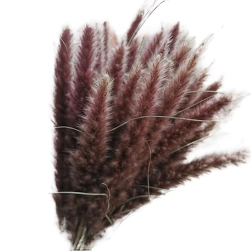 Pampasgras Deko 30Pcs getrocknete kleine Pampasgras Hochzeitsdekoration for Live Home Store Blumen künstliche(Primary Color) von GFDSGRE