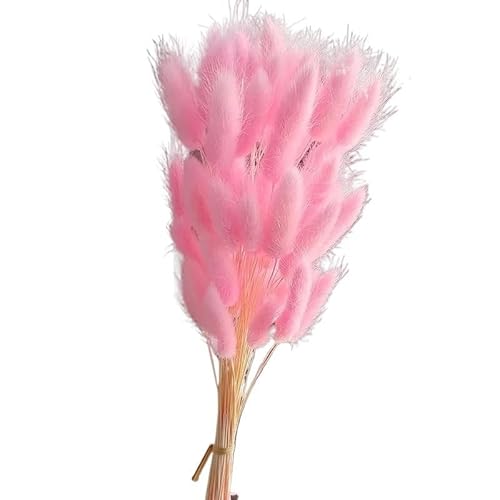 Pampasgras Deko Flauschige getrocknete Blumen Kaninchen Hasenschwänze Home Hochzeit Tischdekoration natürliches Pampasgras Weihnachtsdekor Zubehör(Pink,100PCS) von GFDSGRE