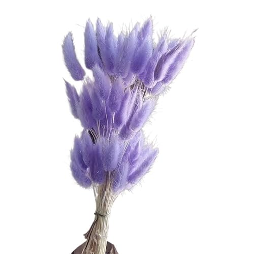 Pampasgras Deko Flauschige getrocknete Blumen Kaninchen Hasenschwänze Home Hochzeit Tischdekoration natürliches Pampasgras Weihnachtsdekor Zubehör(Purple,120PCS) von GFDSGRE