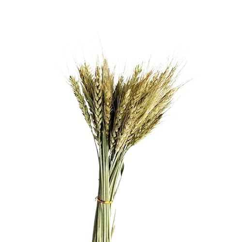 Pampasgras Deko Getrockneter Pampasgras-Bouquet, Tischdekoration, Hasenschwänze, trockene Blumen, Pompas for Hochzeit, Home-Party, Outdoor, Kunstblumen, Dekoration(30pcs) von GFDSGRE