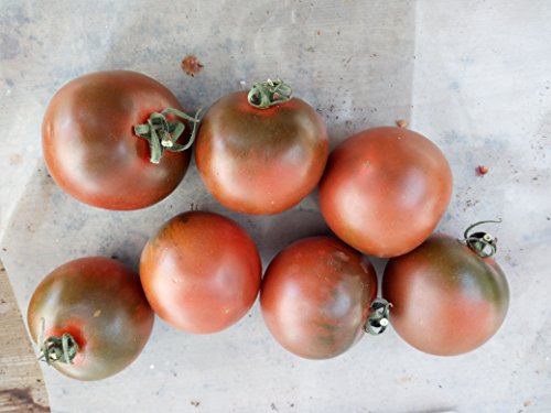 SAMEN TOMATE CAMONE SARDO von WEISI