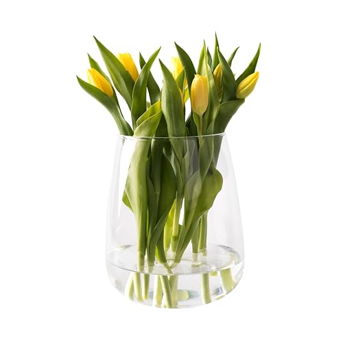 Giessle® XL Vase für Trockenblumen & Tulpen (gewählte Stückzahl: 1) große Glasvase, Tischvase, Tulpenvase, Pampasgras, Rosen, Blumenvase von GIESSLE