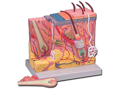 Gima - 2-teiliges, sehr Detailliertes, Zerlegtes, Dreidimensionales Anatomisches Modell der Menschlichen Dermis, 70X-Vergrößerung von GIMA