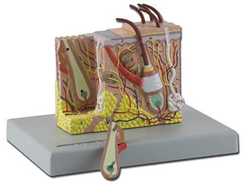 Gima - 2-teiliges, sehr Detailliertes, Zerlegtes, Dreidimensionales Anatomisches Modell der Menschlichen Dermis, 30X-Vergrößerung von GIMA