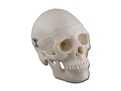 Gima - 3-teiliges, sehr detailliertes, anatomisches Modell eines menschlichen Mini-Schädels, 0.5X-Vergrößerung Gima - 3-teiliges, sehr detailliertes, anatomisches Modell eines menschlichen Mini-Schädels, 0.5X-Vergrößerung von GIMA