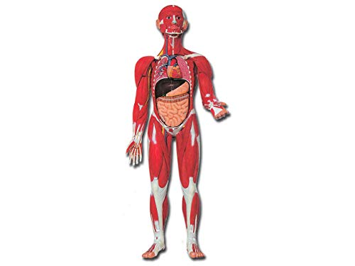 Gima - 30-teiliges, sehr Detailliertes Anatomisches Modell der Muskulatur des Menschen, 1/2X-Vergrößerung von GIMA