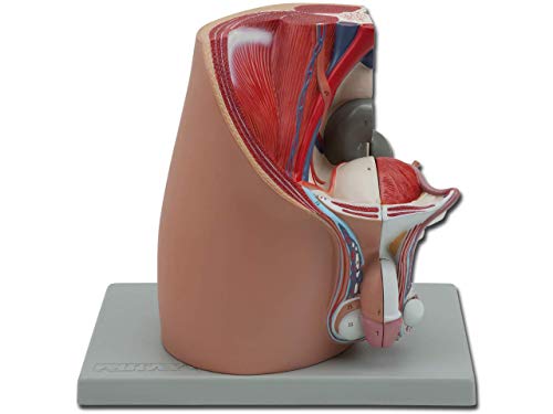 Gima - 4-teiliges Anatomisches Modell der Menschlichen Männlichen Geschlechtsorgane, Zerlegtes Becken, 1X-Vergrößerung von GIMA