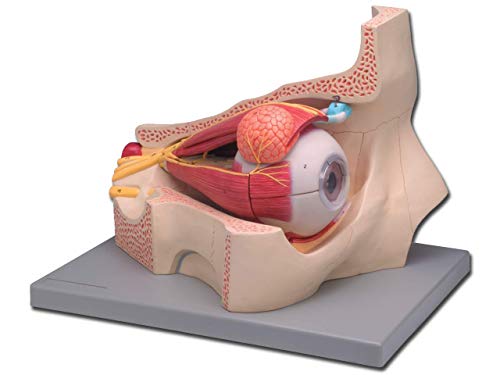 Gima - 4-teiliges anatomisches Modell des menschlichen Auges, 5X-Vergrößerung von GIMA