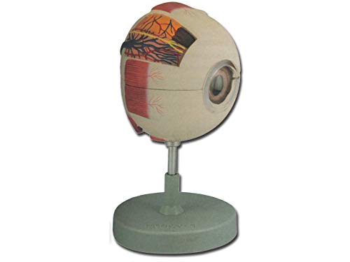 Gima - 6-teiliges anatomisches Modell des menschlichen Auges, 6X-Vergrößerung Gima - 6-teiliges anatomisches Modell des menschlichen Auges, 6X-Vergrößerung von GIMA