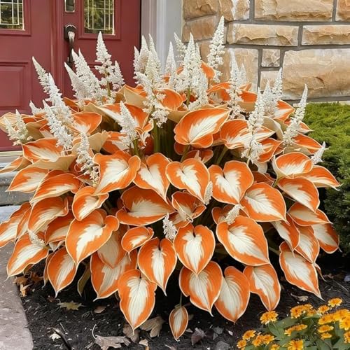 (Funkienzwiebeln)-10 Set, Safranknollen Wetterfeste Terrassenpflanzen Und Mehr Klima-Akklimatisierungs-Winterharte Stauden, Hochwertige,-10 hosta-c von GKUHGCA