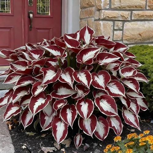 (Funkienzwiebeln)-10 Set, Safranknollen Wetterfeste Terrassenpflanzen Und Mehr Klima-Akklimatisierungs-Winterharte Stauden, Hochwertige,-10 hosta-d von GKUHGCA