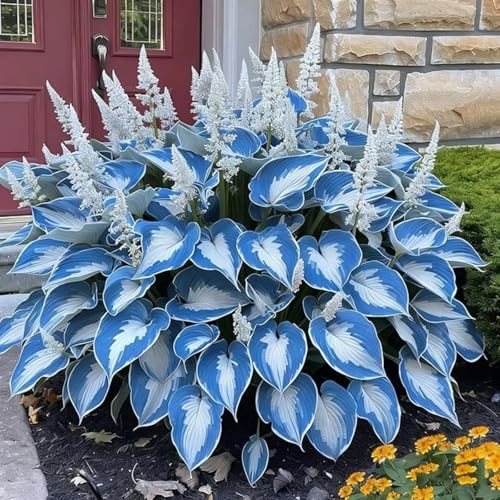 (Funkienzwiebeln)-10 Set, Safranknollen Wetterfeste Terrassenpflanzen Und Mehr Klima-Akklimatisierungs-Winterharte Stauden, Hochwertige,-15 hosta-a von GKUHGCA