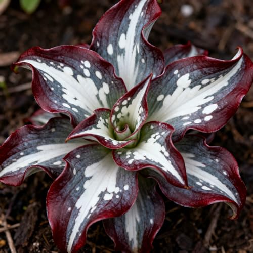 (Funkienzwiebeln)-10 Set, Safranknollen Wetterfeste Terrassenpflanzen Und Mehr Klima-Akklimatisierungs-Winterharte Stauden, Hochwertige,-4 hosta-a von GKUHGCA