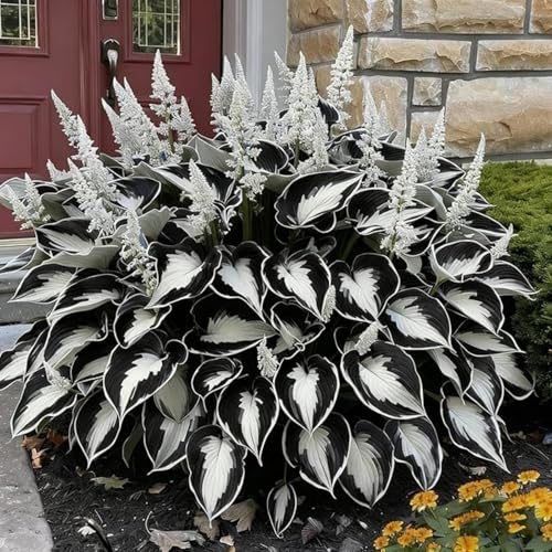 (Funkienzwiebeln)-10 Set, Safranknollen Wetterfeste Terrassenpflanzen Und Mehr Klima-Akklimatisierungs-Winterharte Stauden, Hochwertige,-6 hosta-e von GKUHGCA