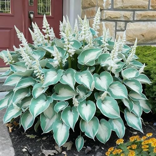 (Funkienzwiebeln)-10 Set, Safranknollen Wetterfeste Terrassenpflanzen Und Mehr Klima-Akklimatisierungs-Winterharte Stauden, Hochwertige,-8 hosta-b von GKUHGCA