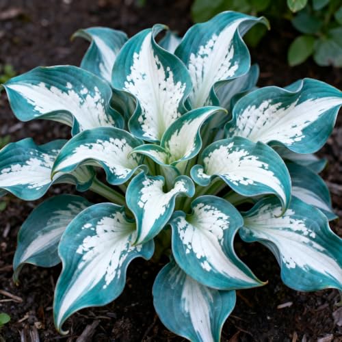 (Funkienzwiebeln)-10 Set, Safranknollen Wetterfeste Terrassenpflanzen Und Mehr Klima-Akklimatisierungs-Winterharte Stauden, Hochwertige,-8 hosta-h von GKUHGCA