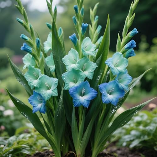(GladiolenStängel)/Winterharte Gartenpflanzen Perfekt für SchnittblumenEinfach zu kultivierenStark duftendlanglebige Blüten-8 Wurzeln-A von GKUHGCA