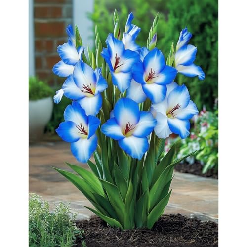 (GladiolenStängel)/Winterharte Gartenpflanzen Perfekt für Schnittblumenlanglebige BlütenEinfach zu kultivierenStark duftend-10 Wurzeln-I von GKUHGCA
