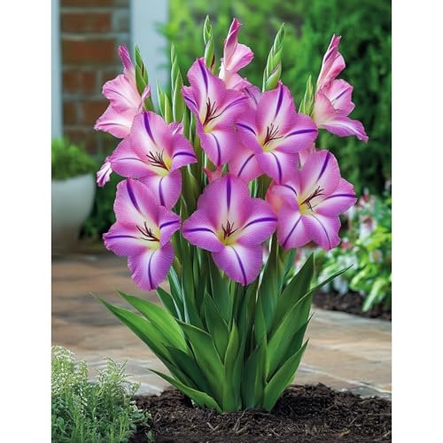 (GladiolenStängel)/Winterharte Gartenpflanzen Perfekt für Schnittblumenlanglebige BlütenEinfach zu kultivierenStark duftend-3 Wurzeln-H von GKUHGCA