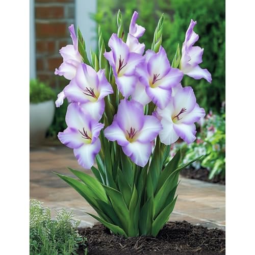 (GladiolenStängel)/Winterharte Gartenpflanzen Perfekt für Schnittblumenlanglebige BlütenEinfach zu kultivierenStark duftend-5 Wurzeln-C von GKUHGCA