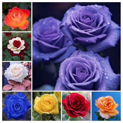 （Luxusrose） Black Magic Winterharte Herrlich duftende-langblühende Eine Teehybride mit intensivem Duft! -5 Rosen-Rhizom-B von GKUHGCA