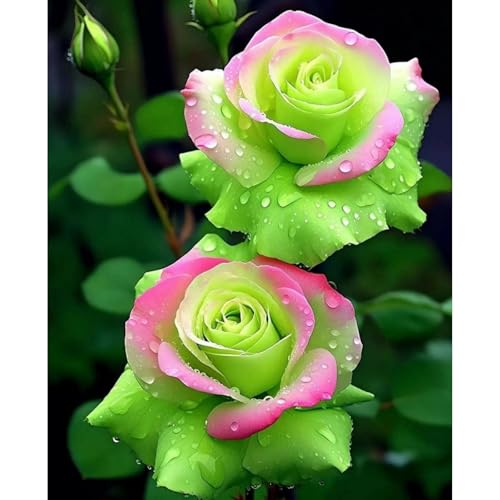 （Luxusrose） Black Magic: Eine Teehybride mit intensivem Duft! Winterharte Herrlich duftende-langblühende -1 Rosen-Rhizom-C von GKUHGCA